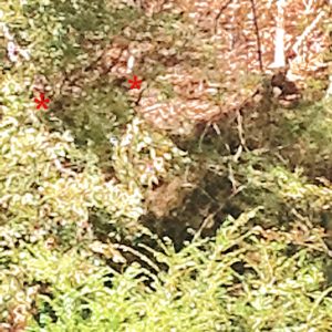 See the fairy face and hand to the left. Above her a long nosed creature. 