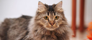 img-article-top-10-fluffy-cat-breeds