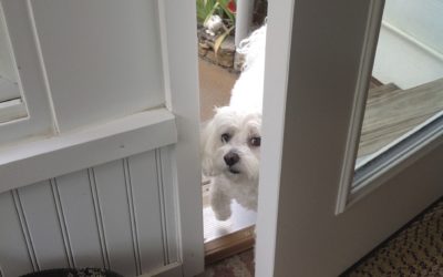 Can dogs sense ghosts? Scientist can’t deny it, but is there enough evidence to prove it?