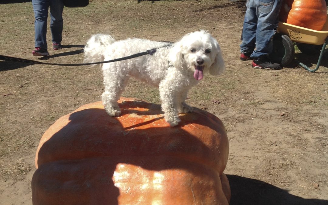 Pembroke Pumpkin Patch Mission- Send you seeds to help the Lumbee Indians of NC