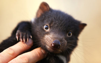 Cute little animals?