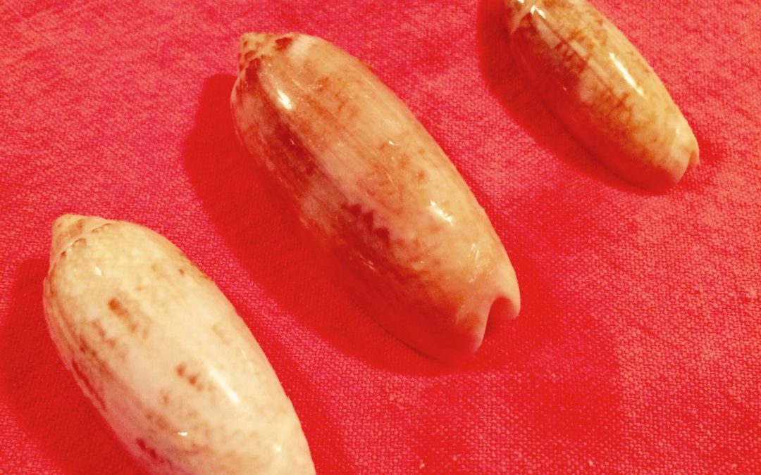 South Carolina official state sea shell